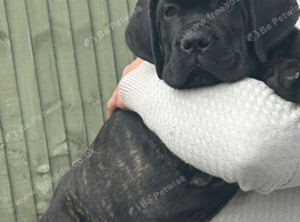 Full pedigree!!! Huge Cane Corso pups