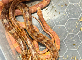 Corn snake beautiful colours