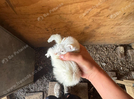 Micro Ferret