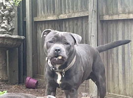 Staffordshire bull stud dogs