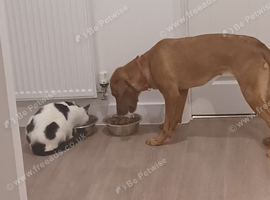 Fox red labrador 2 years old