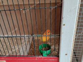 Male mixed fed canary