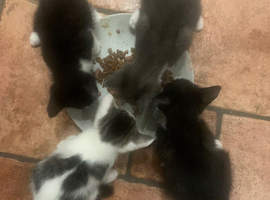 5 kittens left