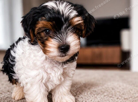 Gorgeous Tiny Biewer Yorkshire Terrier Puppies