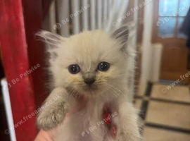 Reptile Kitten