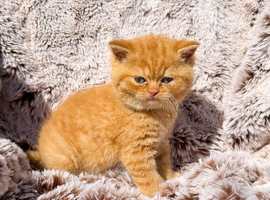 Full Pedigree Red British Shorthair Kittens