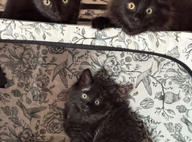 Four beautiful black fluffy 9 week old babies