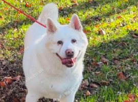 Female akita
