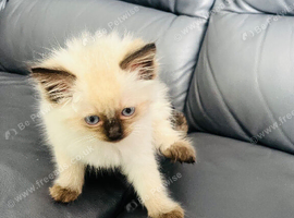 9 week old female ragdoll kitten