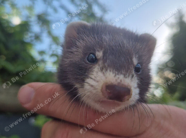 Adorable and well handled baby ferrets