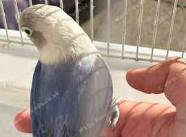 Hand reared lovebird