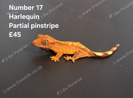 Juvenile Crested Geckos with full Lineage
