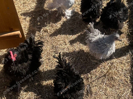 Clutch of frizzle chickens