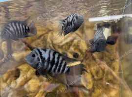 Free Breeding Convict Cichlids