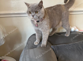 Beautiful British shorthair cats
