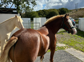 Section c gelding