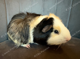 Male guinea pig 6 months old