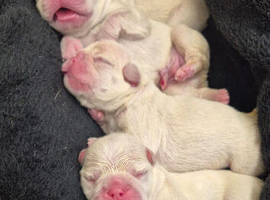 Frenchie Puppy