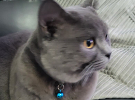 Male for rehoming