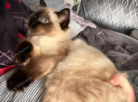 Female ragdoll kitten