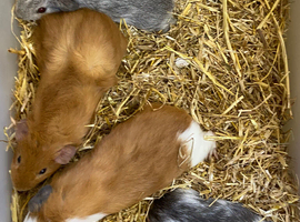 Baby Male Guinea Pigs
