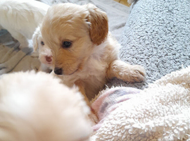 Gorgeous Cockapoo pups