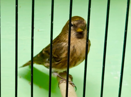 Normal 2025 Redpoll Cock.