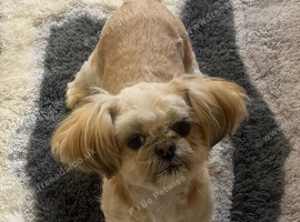 Shihtzu puppies