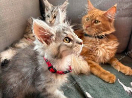 Main coon kittens