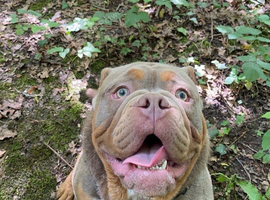 Olde English bulldog puppy available now