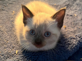 Ragdoll cross kittens