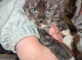 5 beautiful female kittens