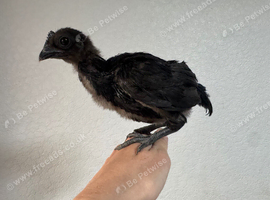 Ayam Cemani Baby Rooster