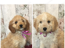 Adorable Fluff Ball Cockalierpoo pups