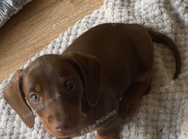 Brown and tan dachshund