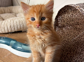 1 ginger half ragdoll baby