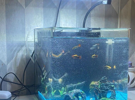 Fish tank comes with everything