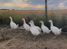 Embden goslings for sale