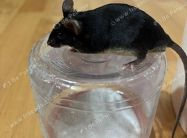 Mice