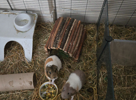 Need rehoused