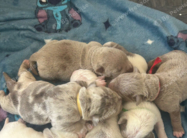 Olde English Bulldogs now