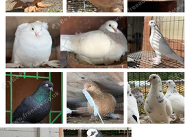 Tumbler pigeons