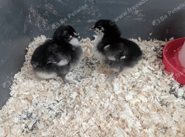Black Cooper marans