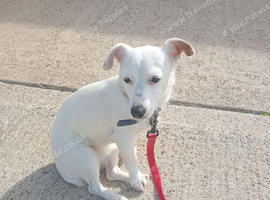 Pure white pedigre Jack Russell girl