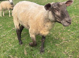 Charolais/suffolk mule