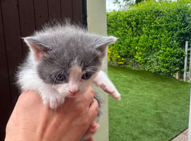 Grey and white girl kitten