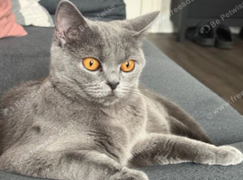 4 British Shorthair kittens in London