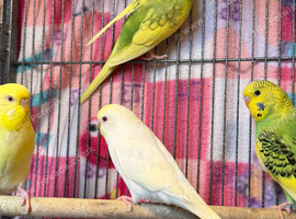 Red eyes budgies