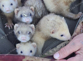 Ferret kits available