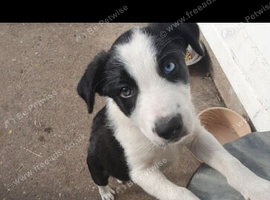 Border collie pups for sale